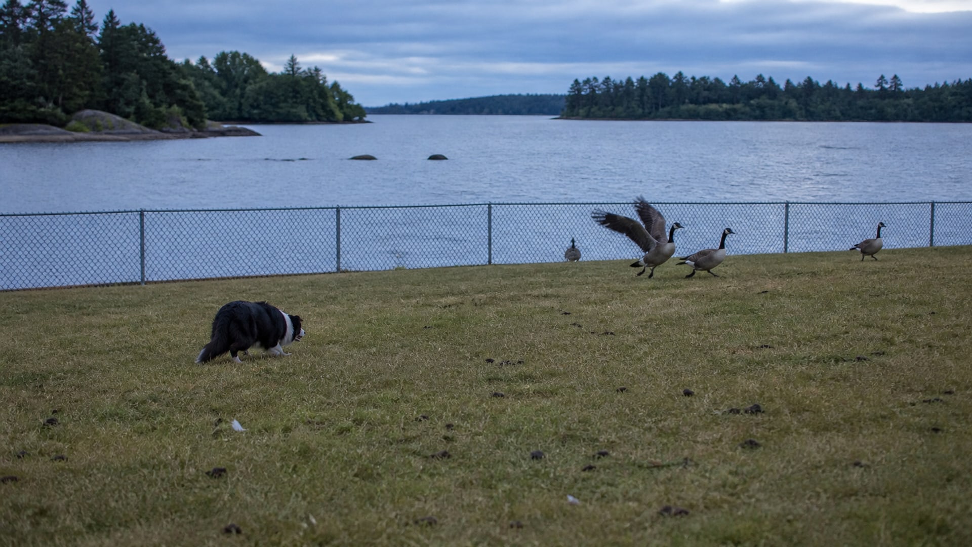 A Border Collie working a client property beside open water
