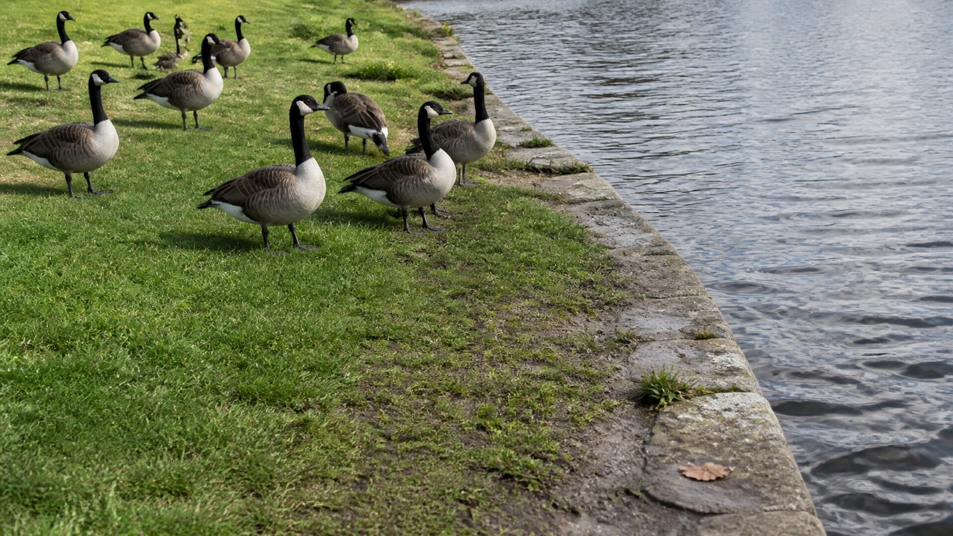 A working dog moving Canada geese across managed grounds beside water
