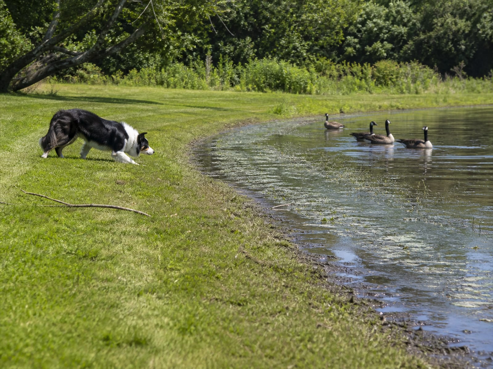A Border Collie moving along a shoreline as Canada geese walk into the water