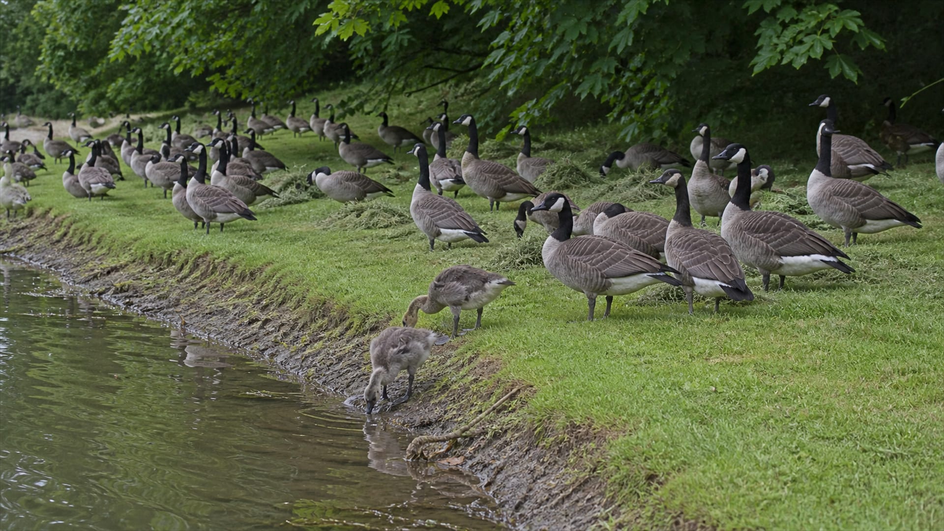 The Weeks Canada Geese Cannot Fly, and What That Means for Your Property