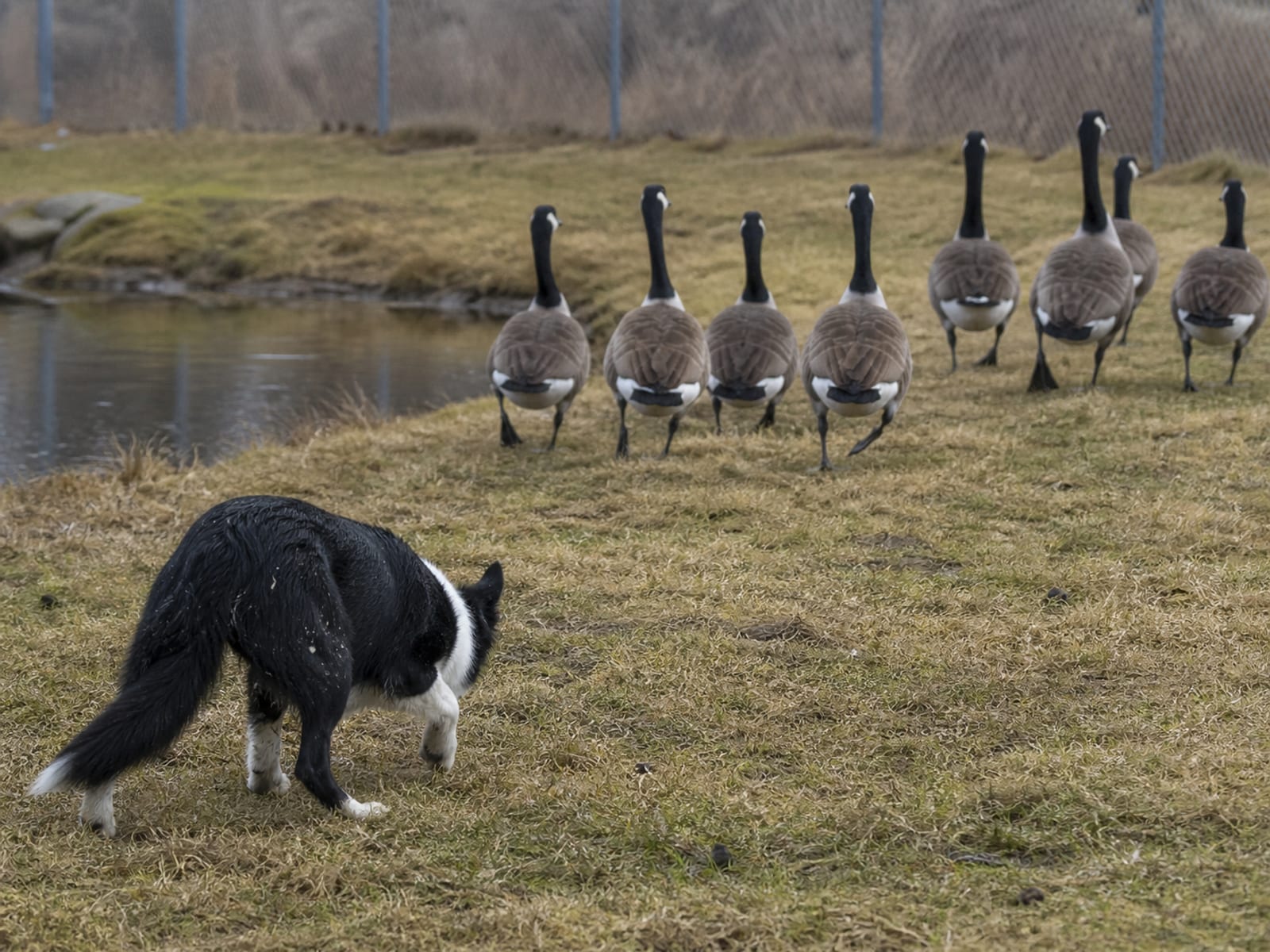 Canada geese massed on the grass at a pond edge with none in flight