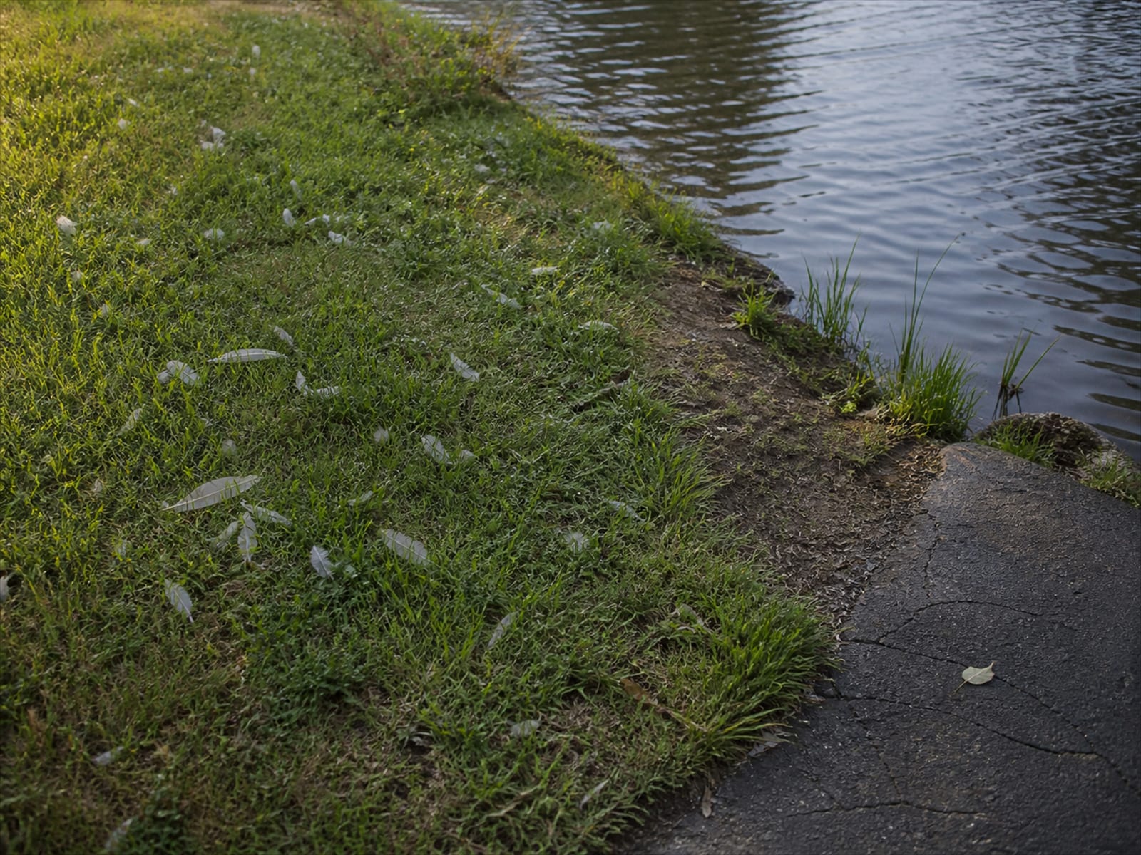 Shed goose feathers scattered across mown grass near a worn pond bank
