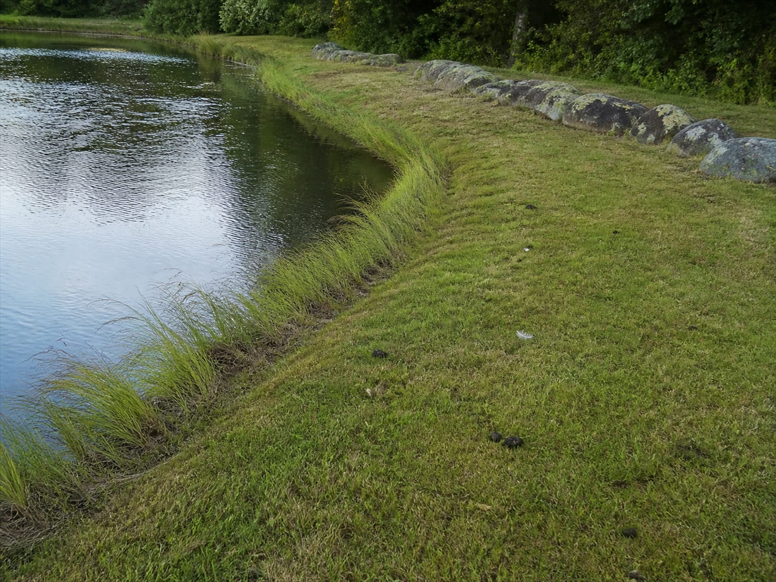 An open pond bank with the grass recovering and no flock on it