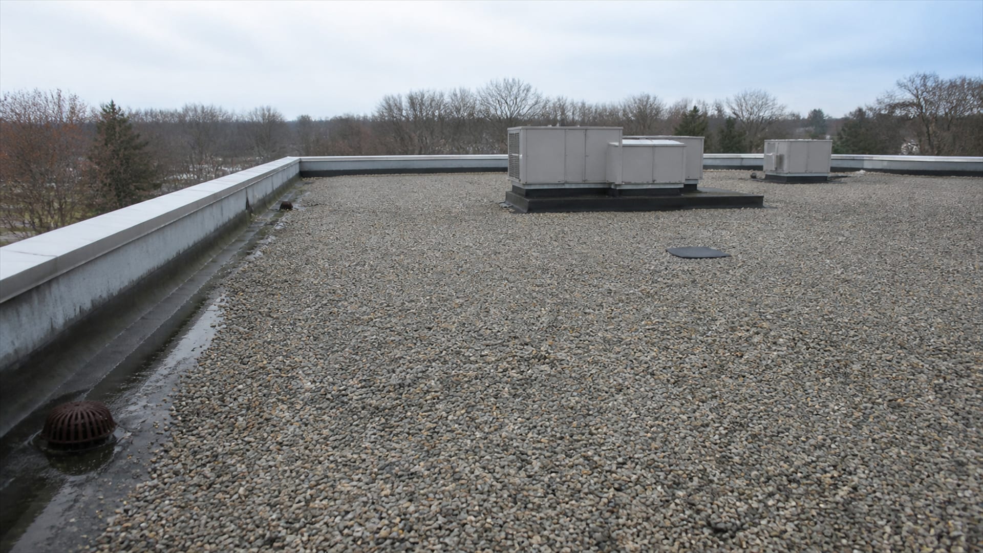 Canada Geese Nesting on a Flat Commercial Roof: What You Can and Cannot Do