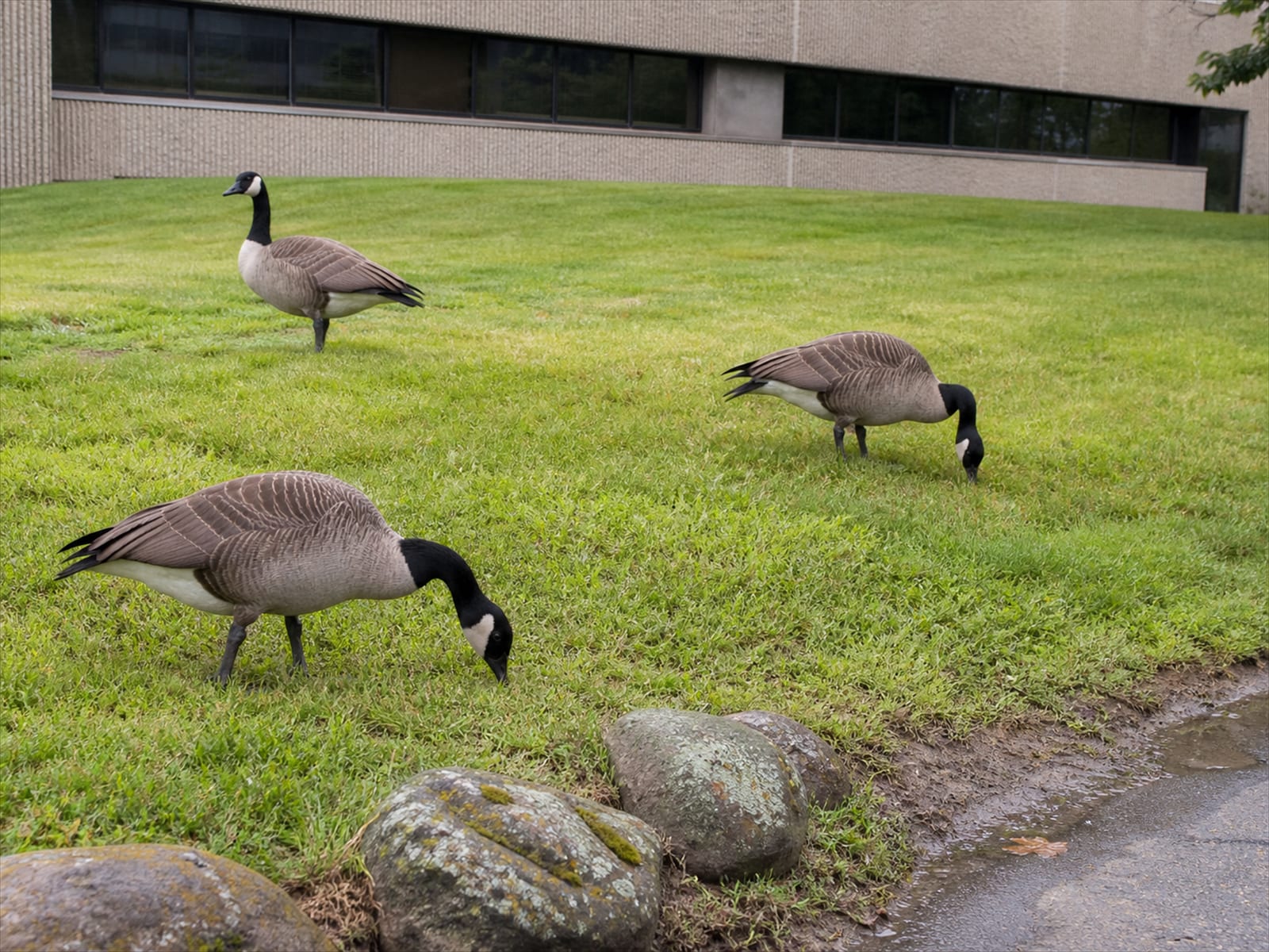 A mown lawn beside a commercial building where Canada geese feed