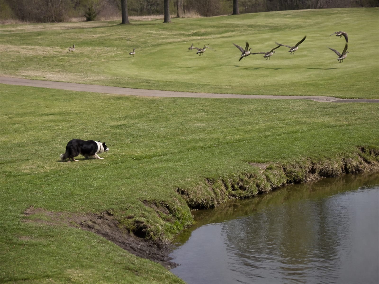 A Border Collie working geese off open turf during a scheduled goose abatement visit