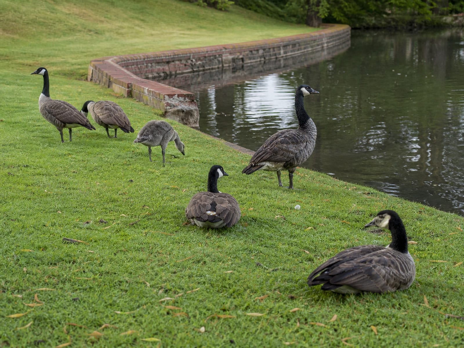 A resident flock of Canada geese grazing on a golf course fairway beside a water hazard