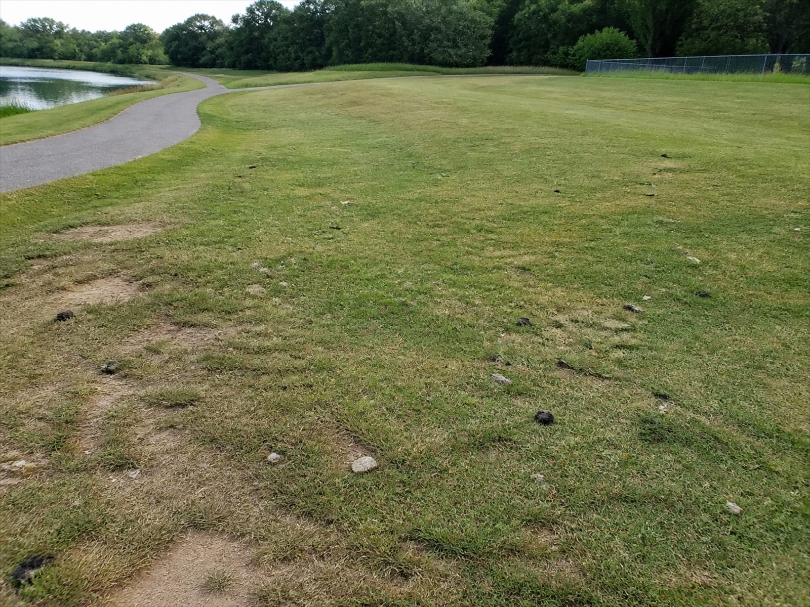 Fouled approach turf and a cart path with droppings and grazed grass