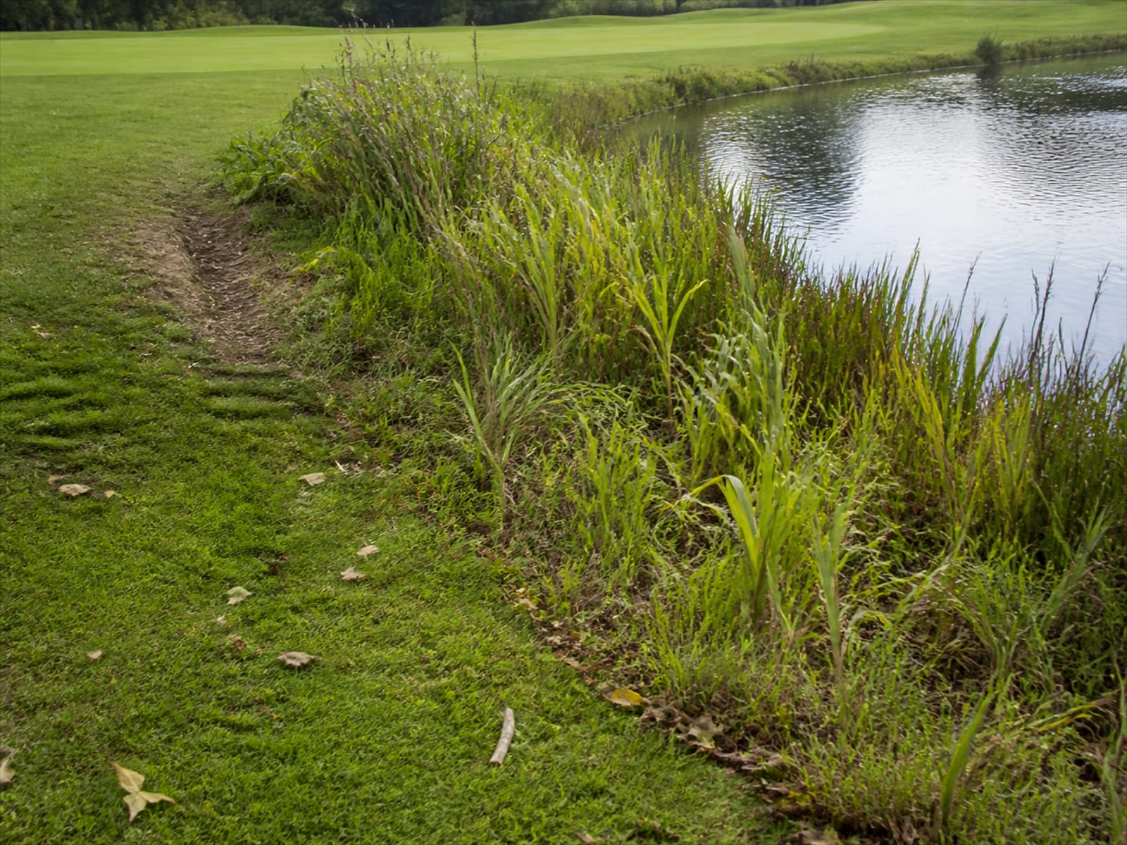 A vegetated buffer strip along a golf course pond, separating open water from mown turf