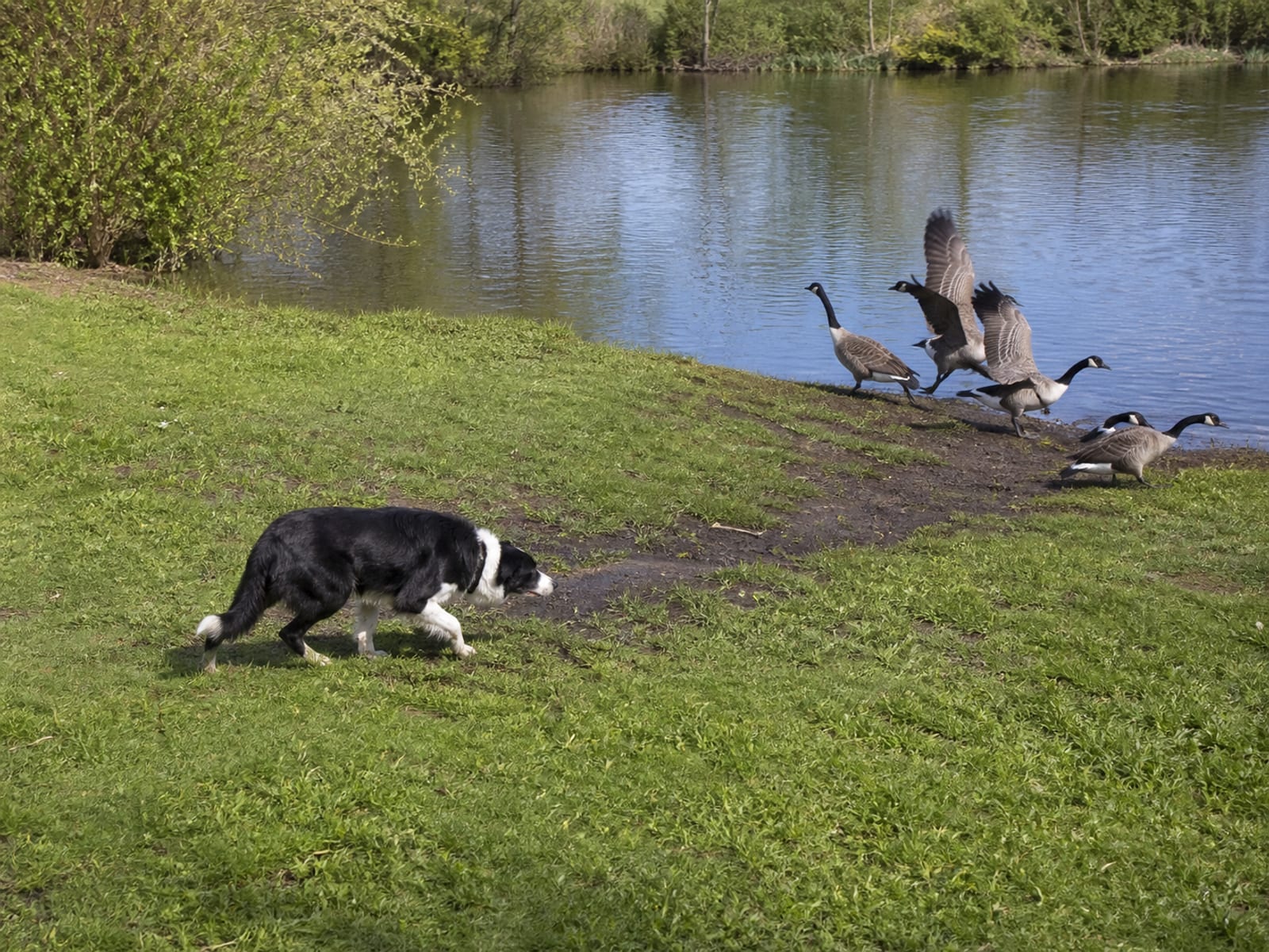 A Border Collie moving Canada geese away toward open water