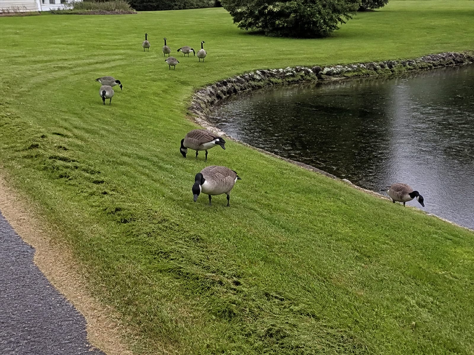 Canada geese on a mown lawn beside a small pond at a residential property
