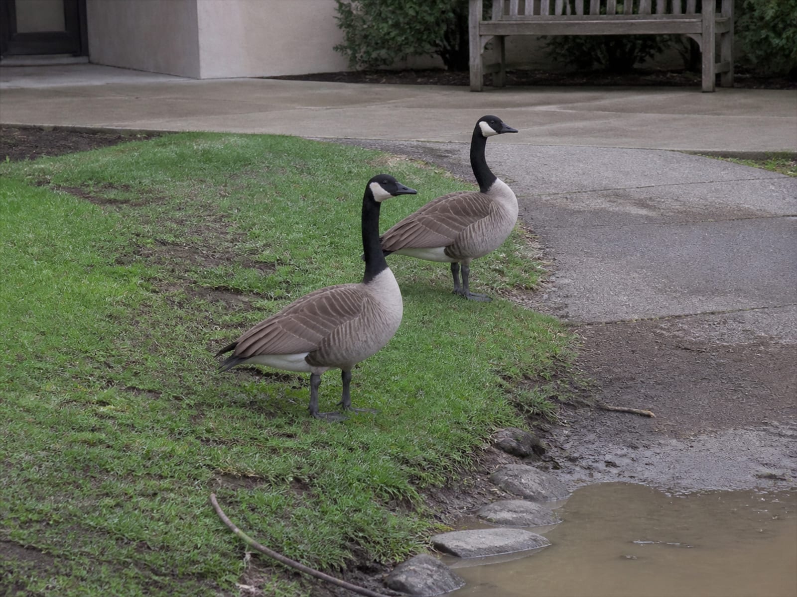 A nesting Canada goose holding ground on a landscaped bed beside a building entrance