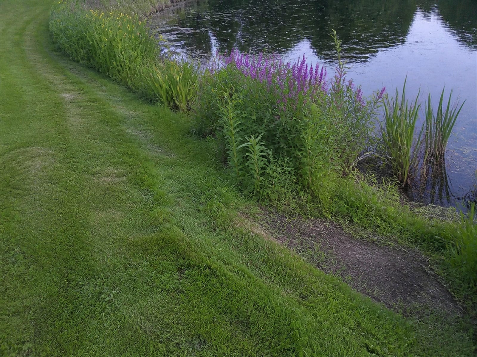 A vegetated shoreline buffer and low fence separating a pond from mown lawn