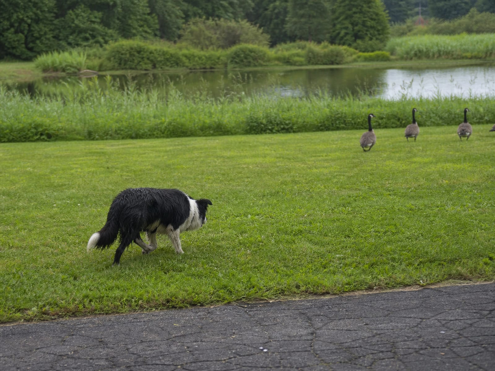 A Border Collie moving a group of Canada geese off a commercial lawn toward open water