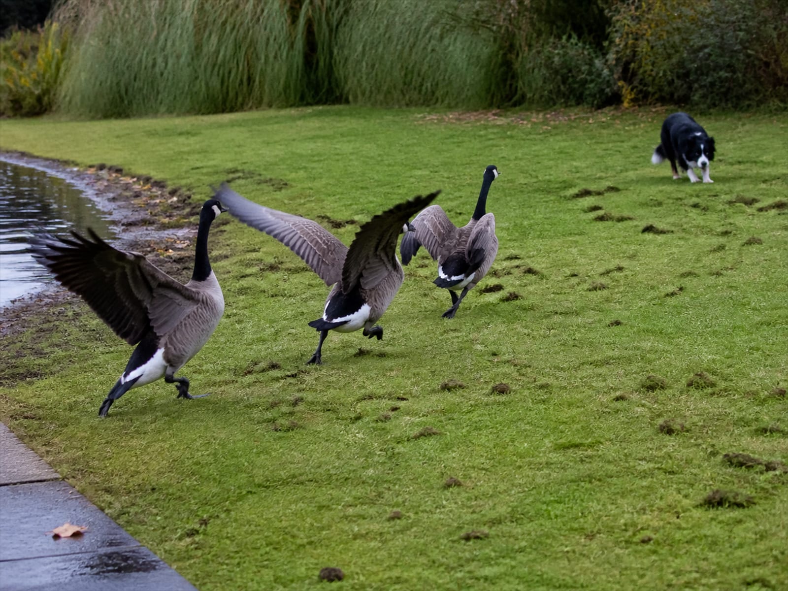 A flock of Canada geese back on a mown lawn beside a pond after an earlier removal effort