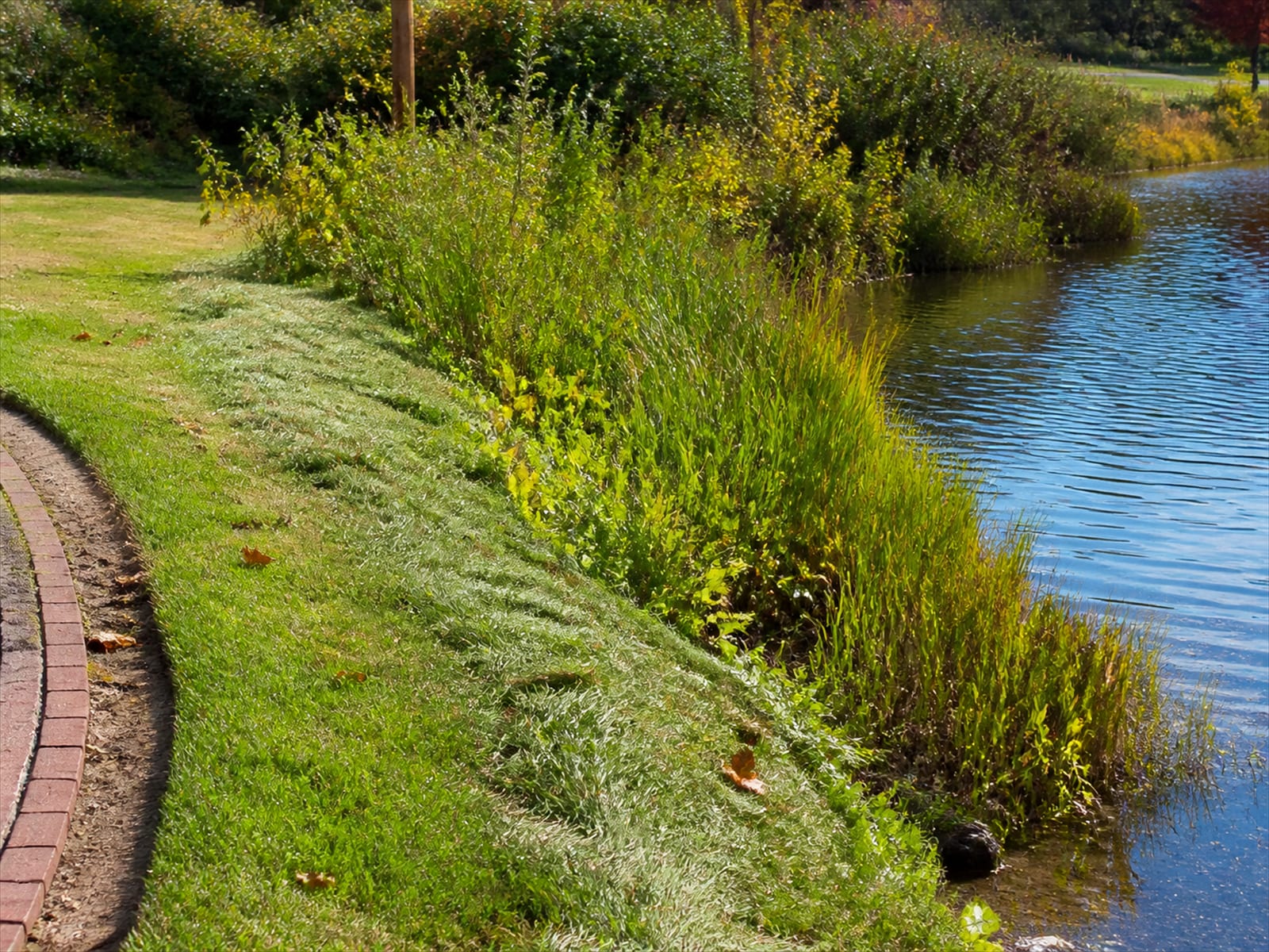 A low fence and unmown vegetated strip between a pond edge and mown turf