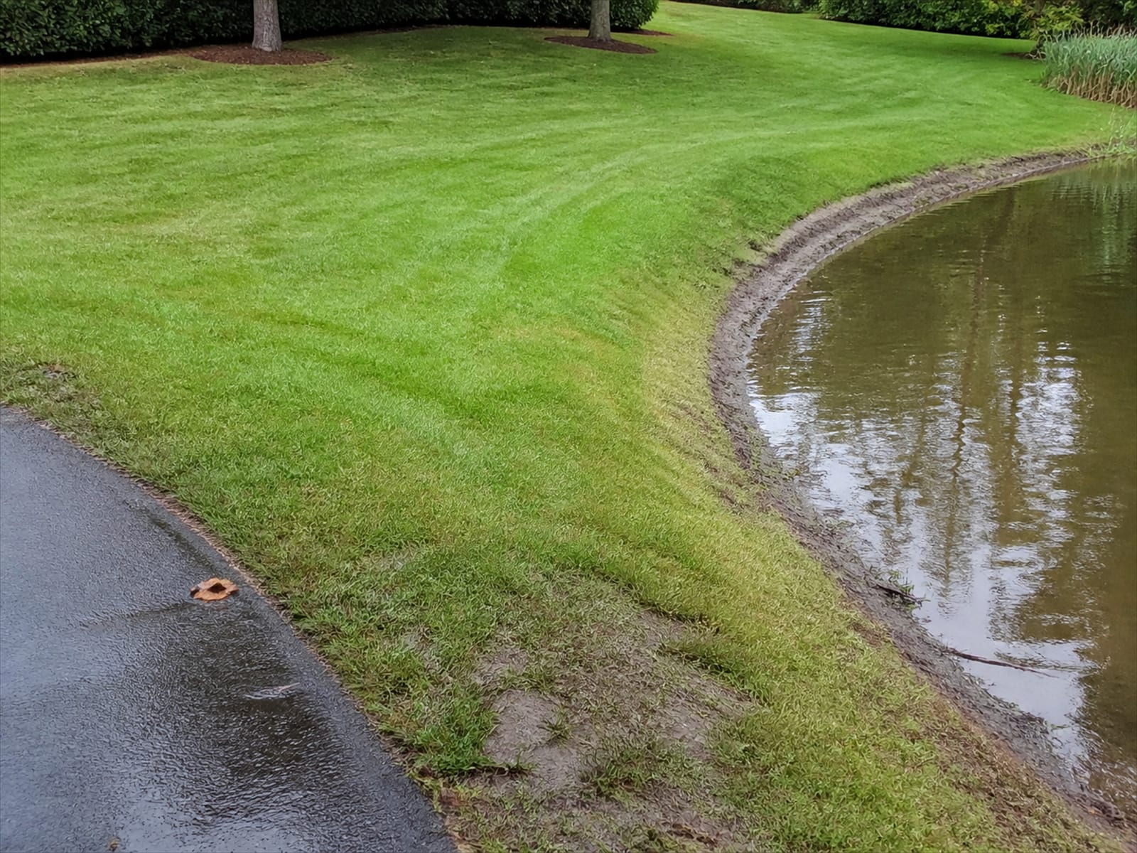 Recovered turf beside water with the bank wear line healing