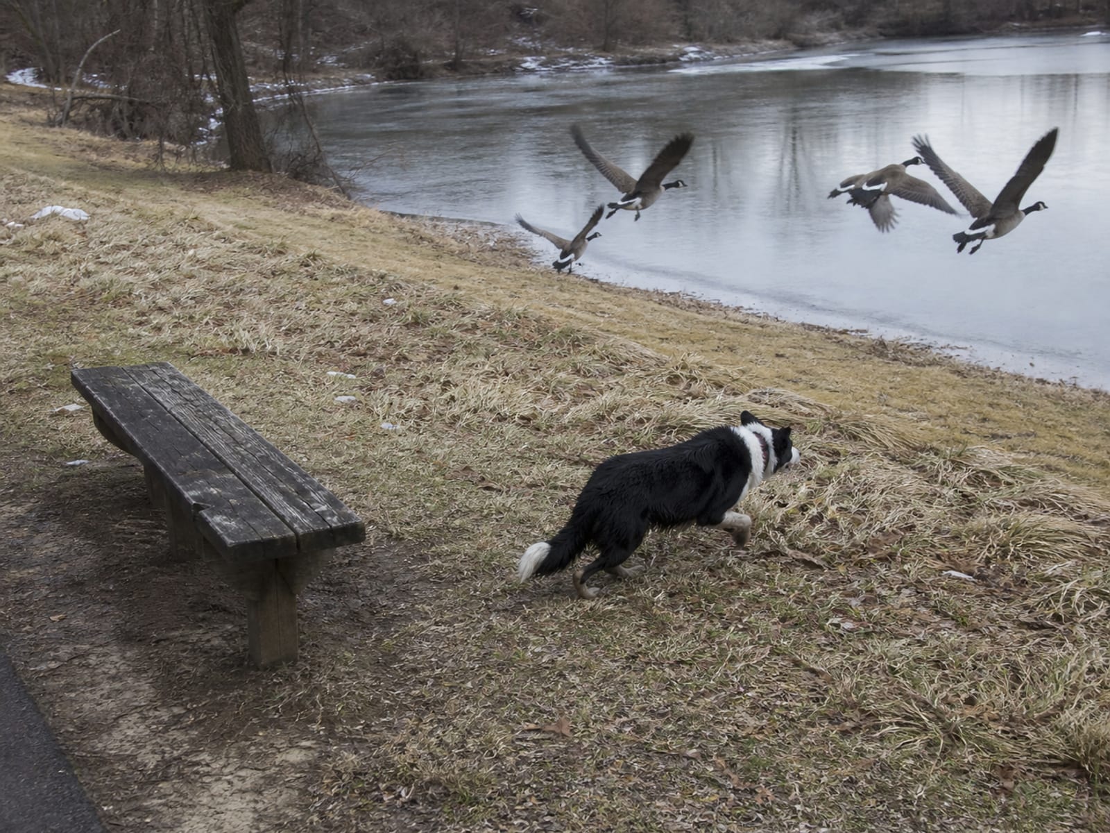 A Border Collie working frozen turf in flat winter light as geese lift