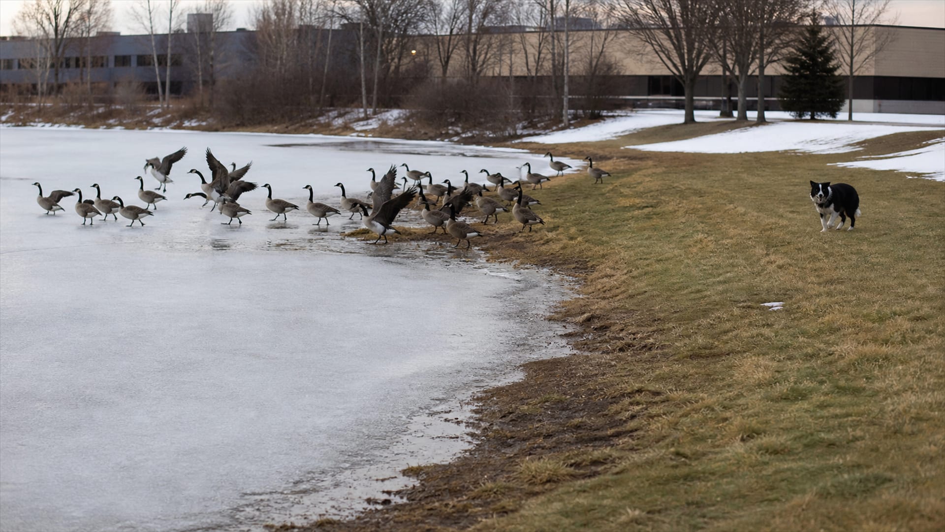 Managing Canada Geese Through the Winter, When the Numbers Go Up