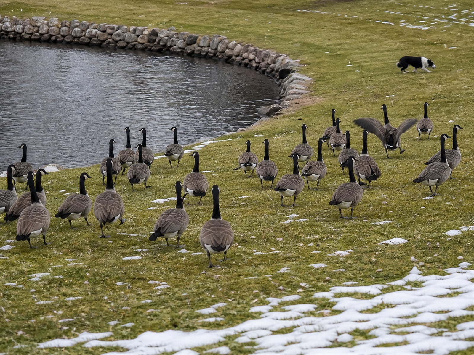 A large flock of Canada geese on ground that is part snow and part grass