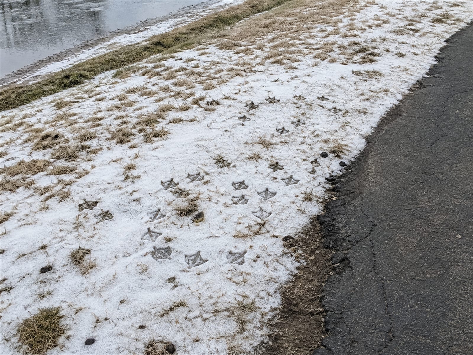 Goose tracks and droppings across thin snow at the edge of a path