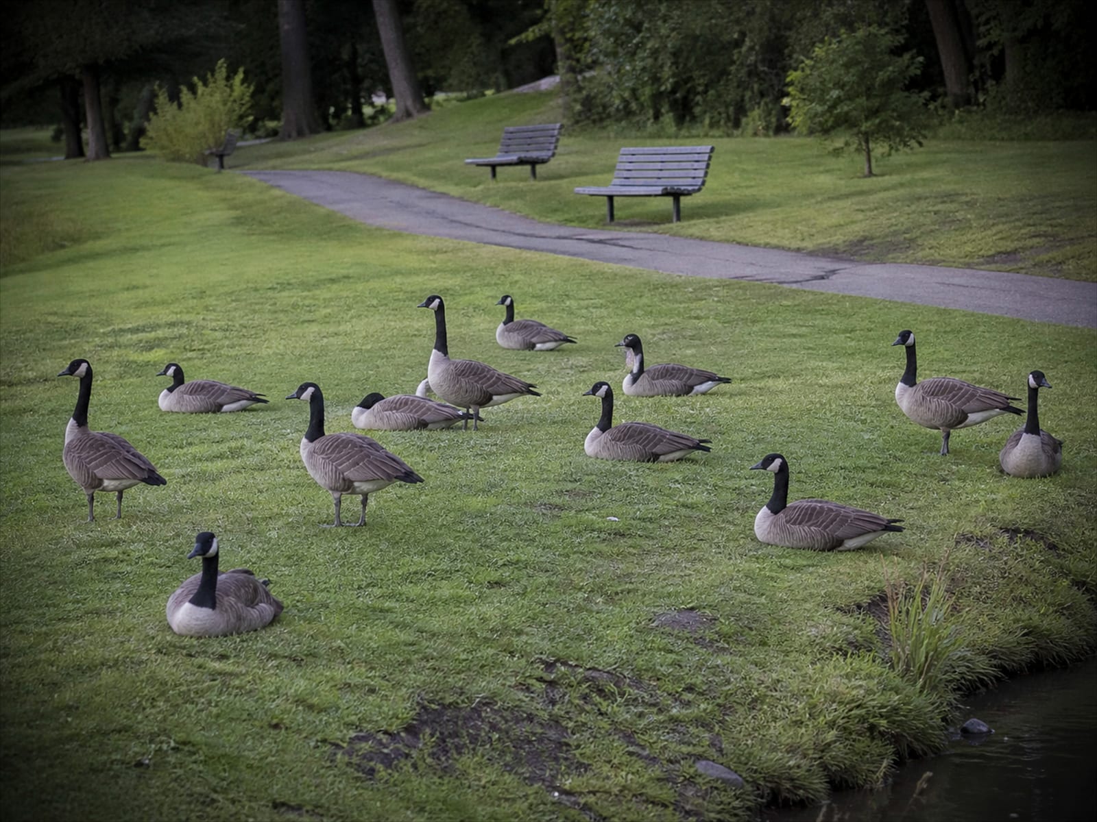 Canada geese on a mown municipal park lawn running down to open water
