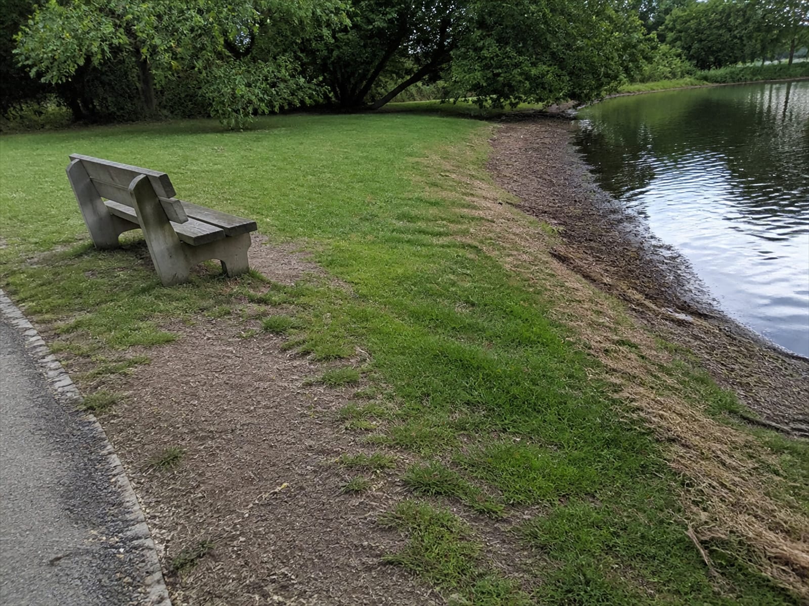A park lawn empty of birds with the turf recovering