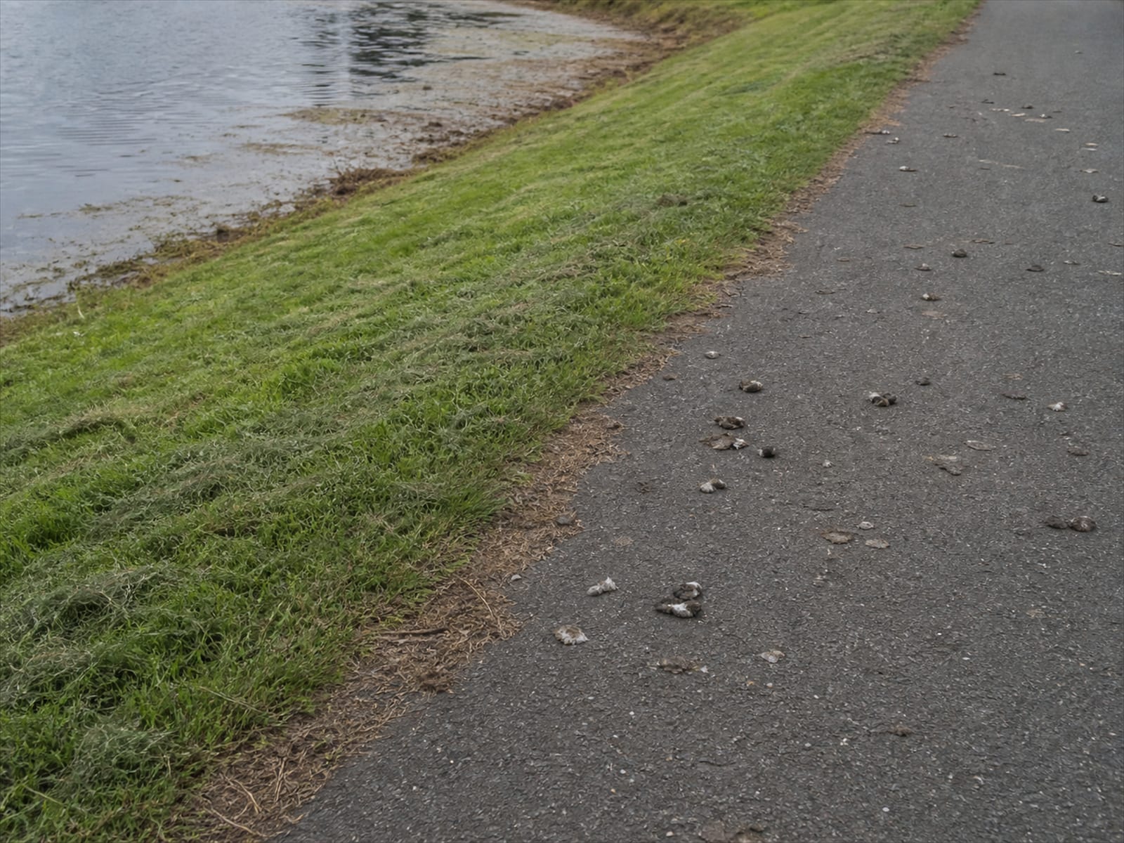 Canada geese and droppings on a paved walkway beside a municipal pond