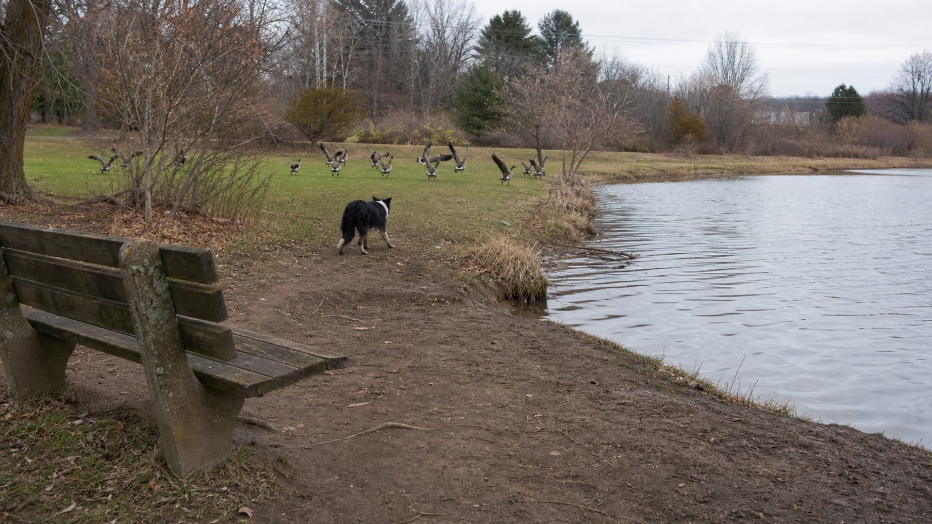 Your Town Banned Feeding the Geese. Here Is What Actually Changes