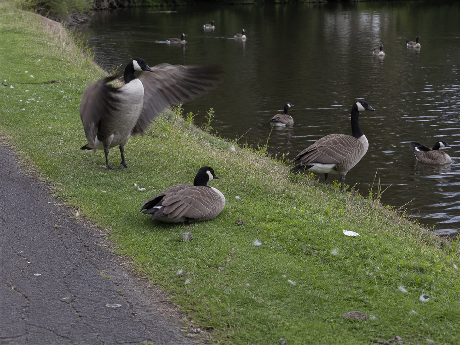 Canada geese settled on the water and bank of a town pond