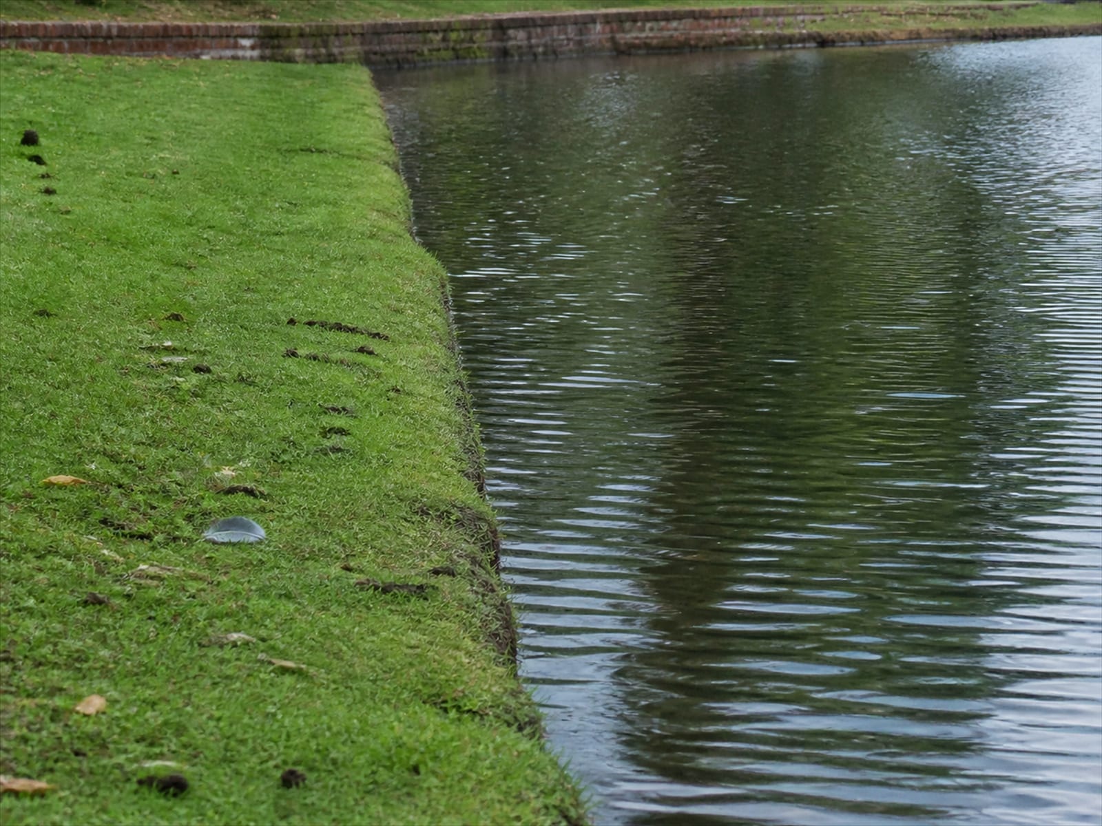 Unbroken mown turf running straight into the water with no buffer