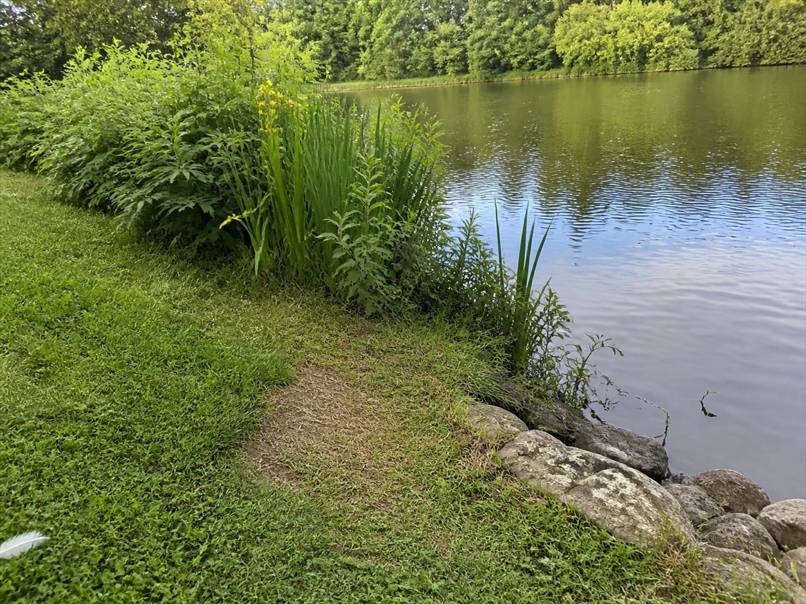 A vegetated break interrupting the sightline at a pond edge
