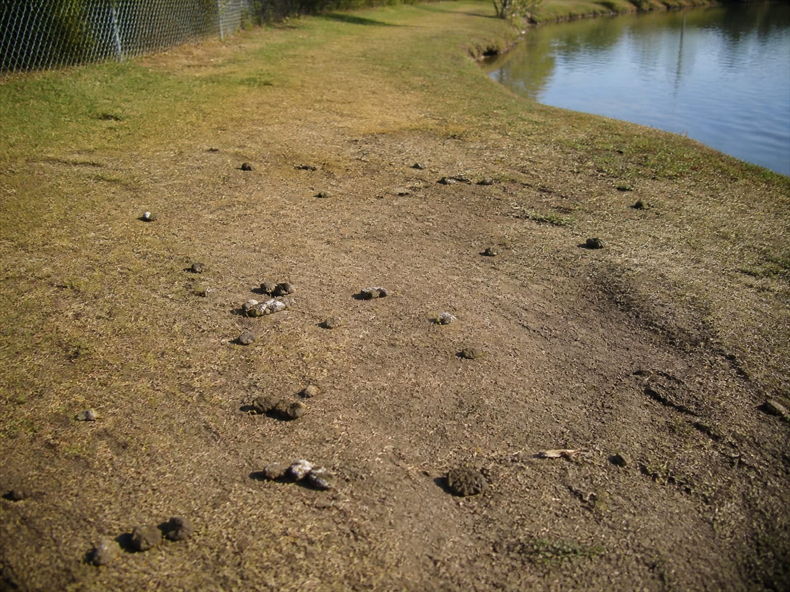 Bare thin turf and scattered droppings on a habitually walked pond bank