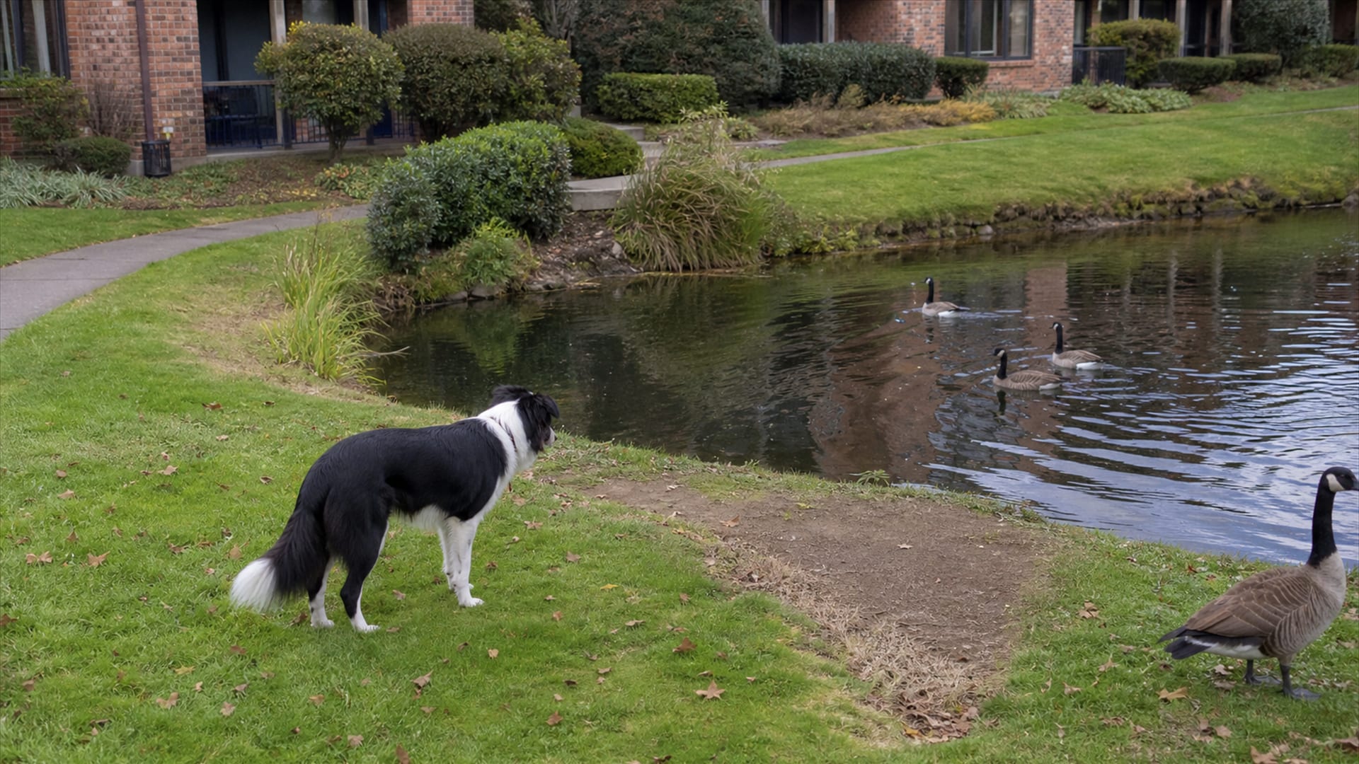 Who Is Responsible When Geese Cause a Problem on a Property