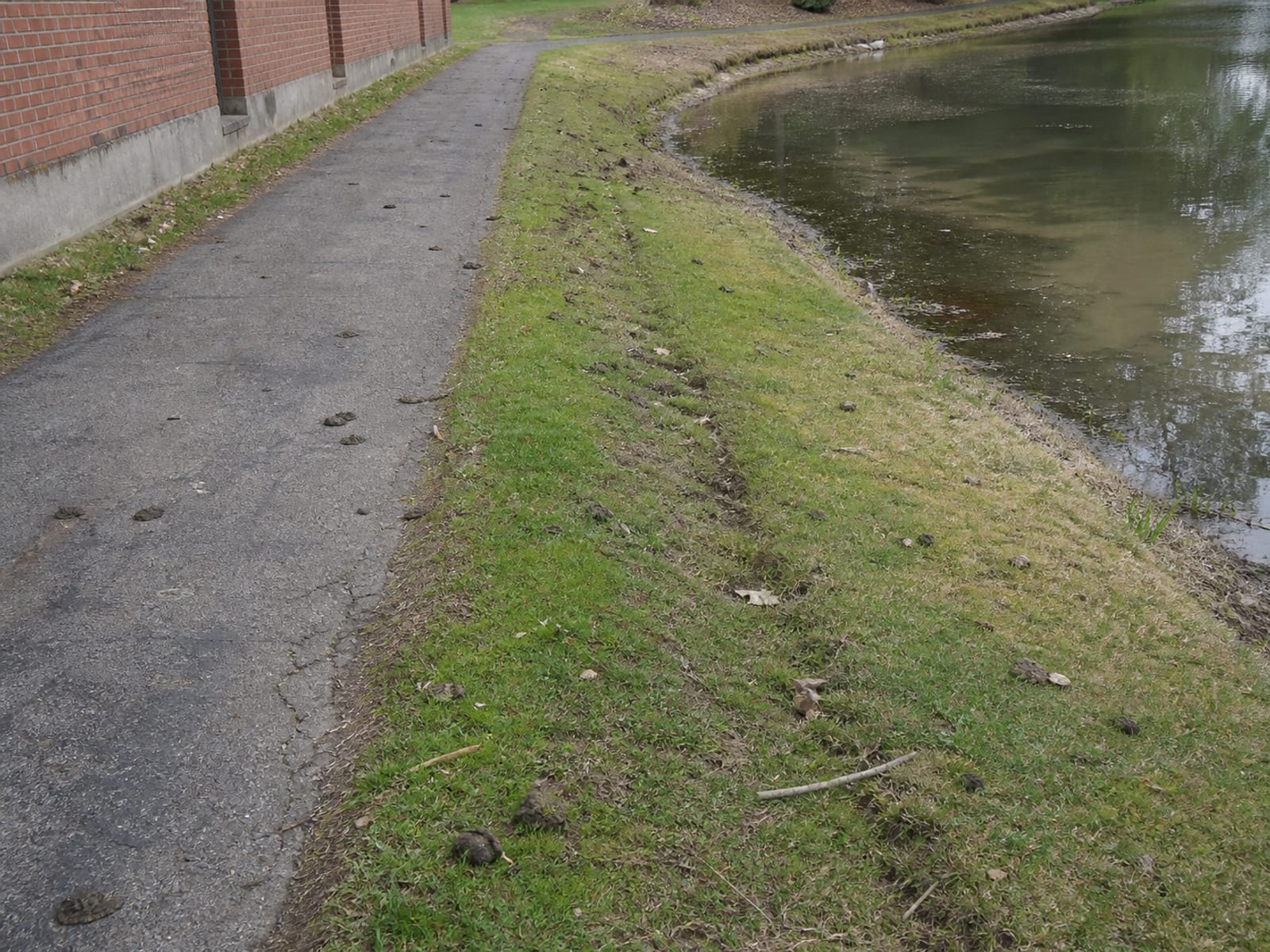 Canada goose droppings across a shared path between a building and the water
