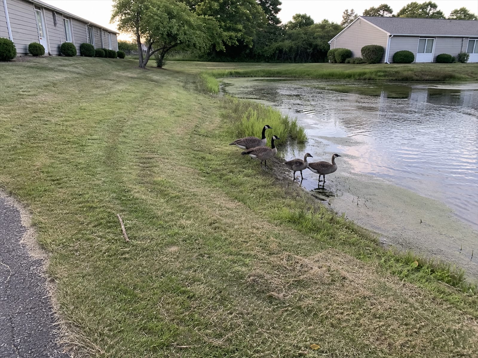 Open shared ground mown to a pond edge between two low buildings
