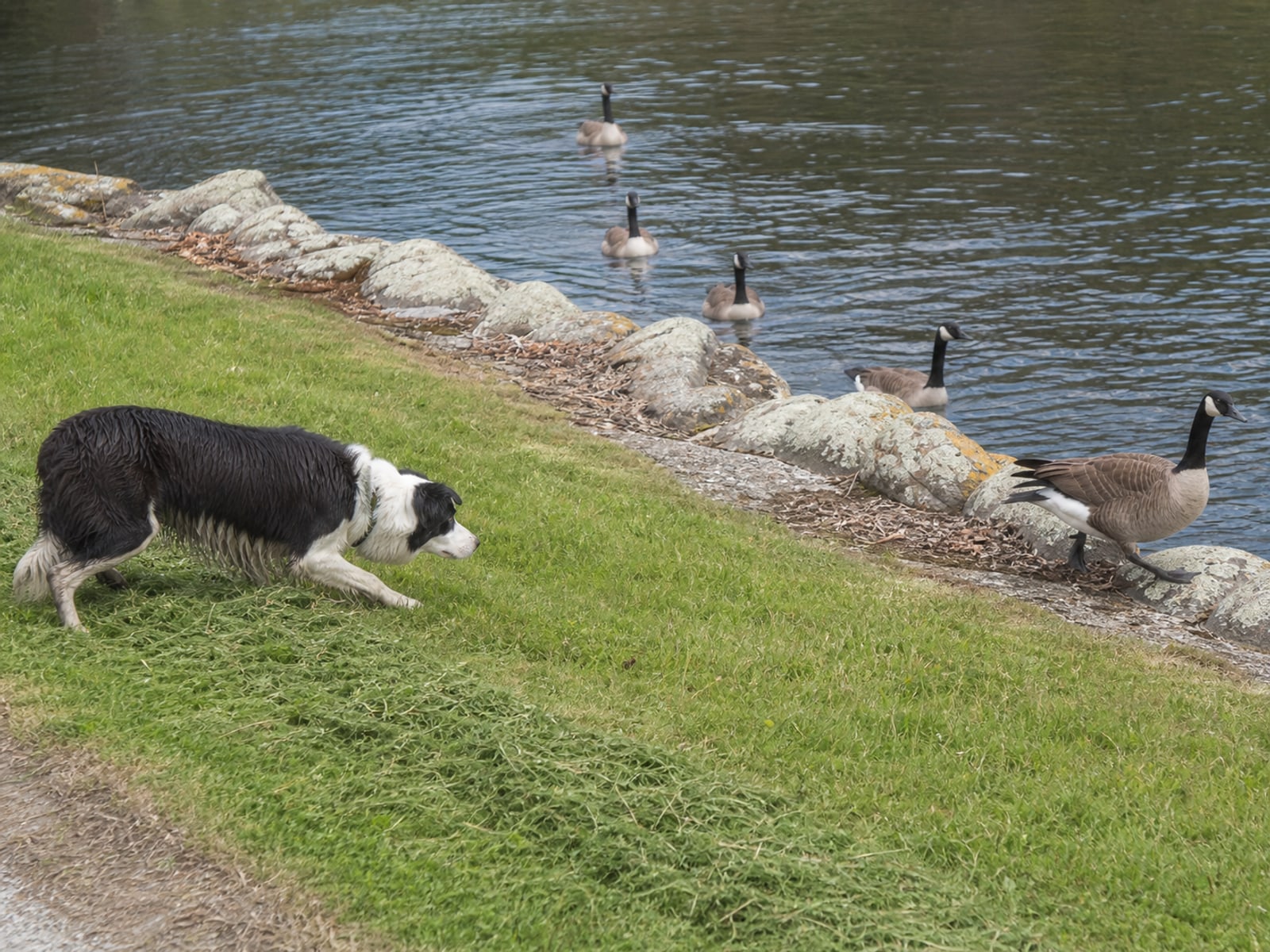 A Border Collie in the low stalking stance that a Canada goose reads as a predator