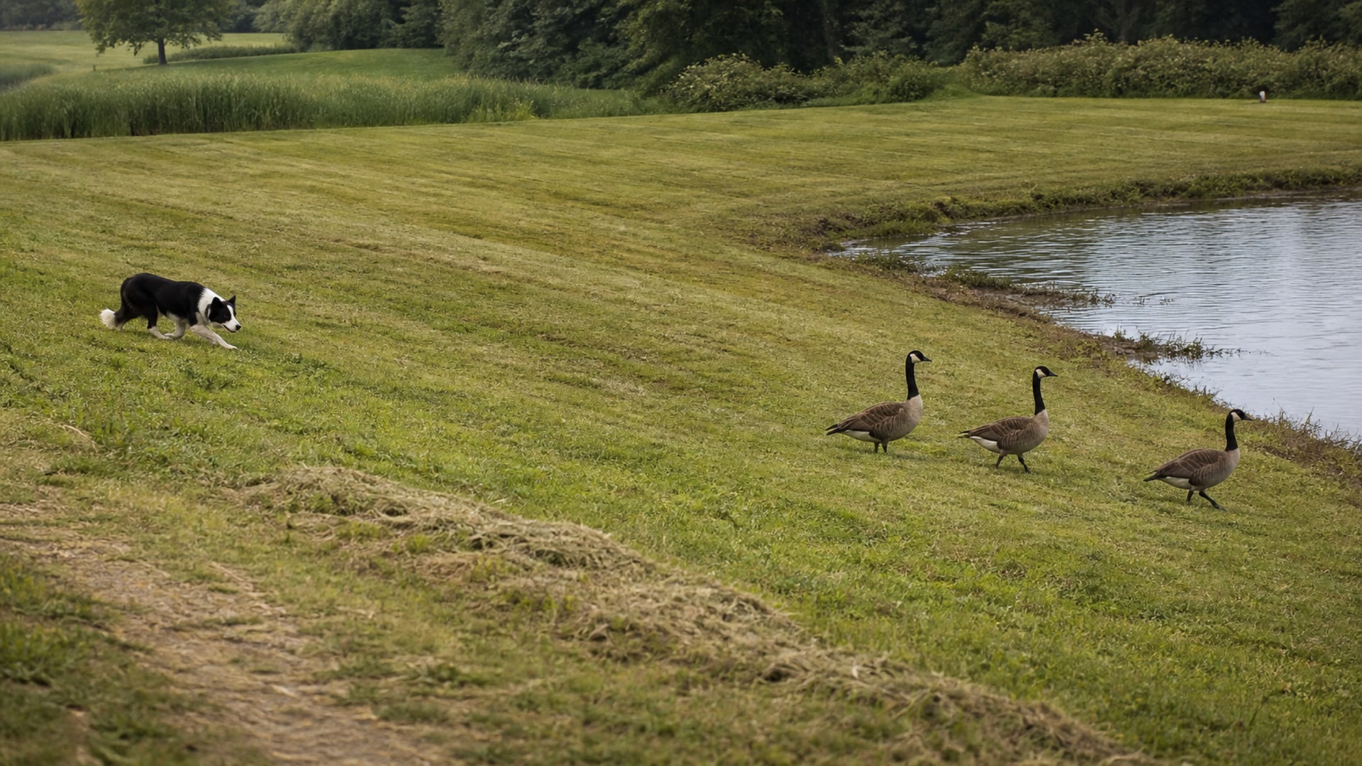 Managed grounds beside open water of the kind served across Connecticut, Massachusetts and New York