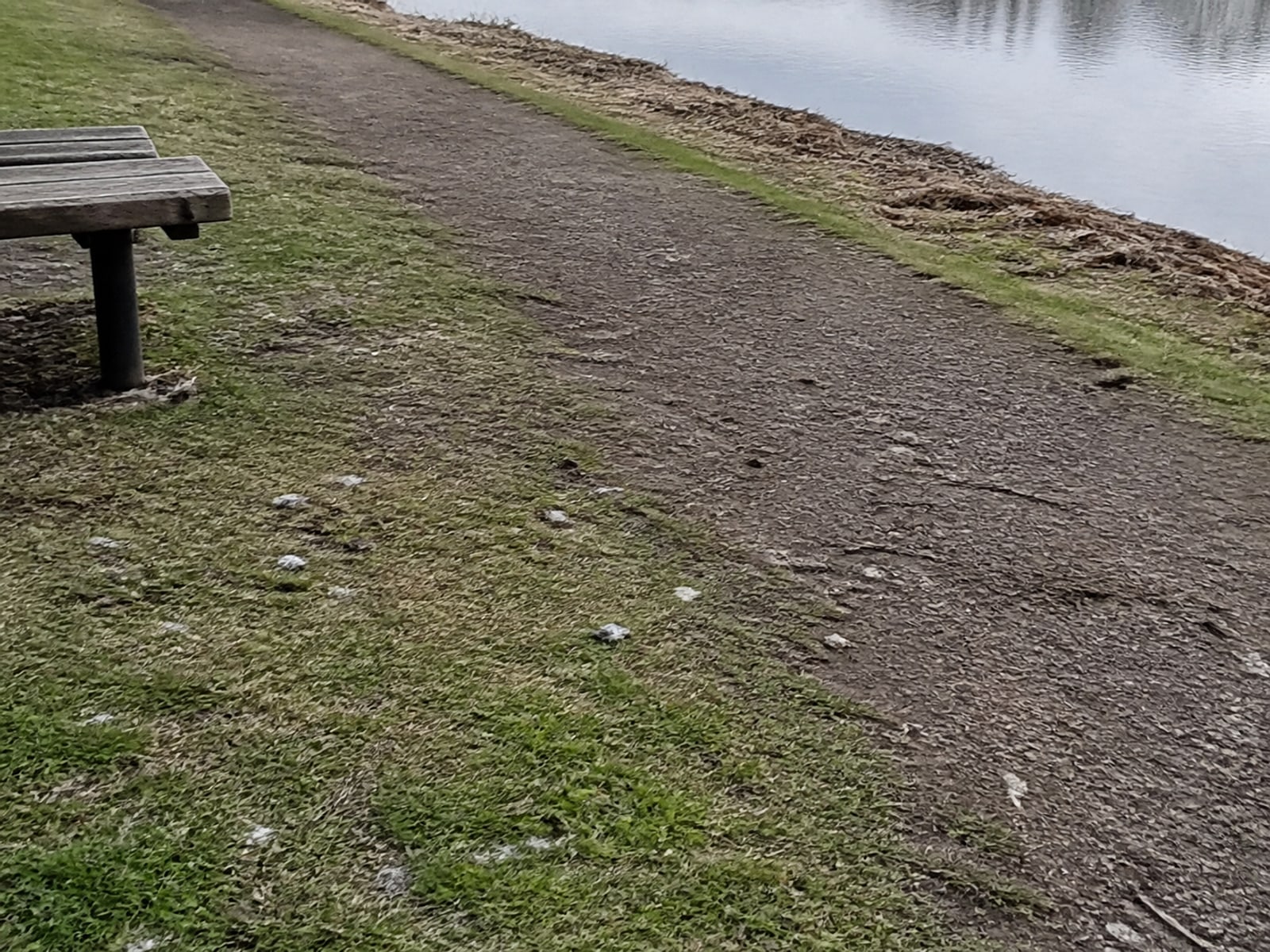 A Border Collie moving Canada geese across open mown turf
