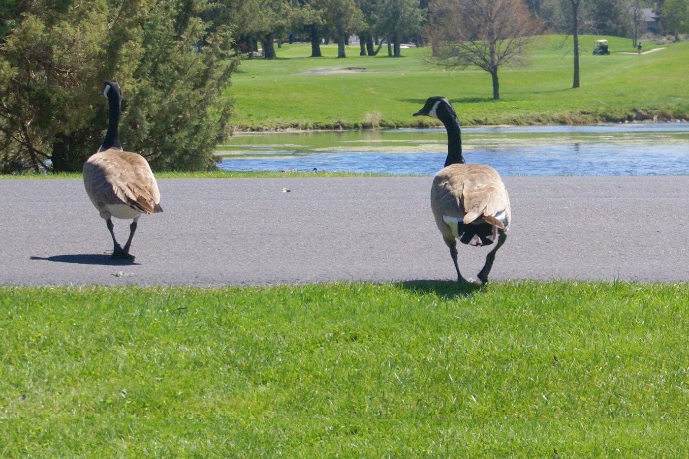 Canada geese on a golf course fairway beside a water hazard