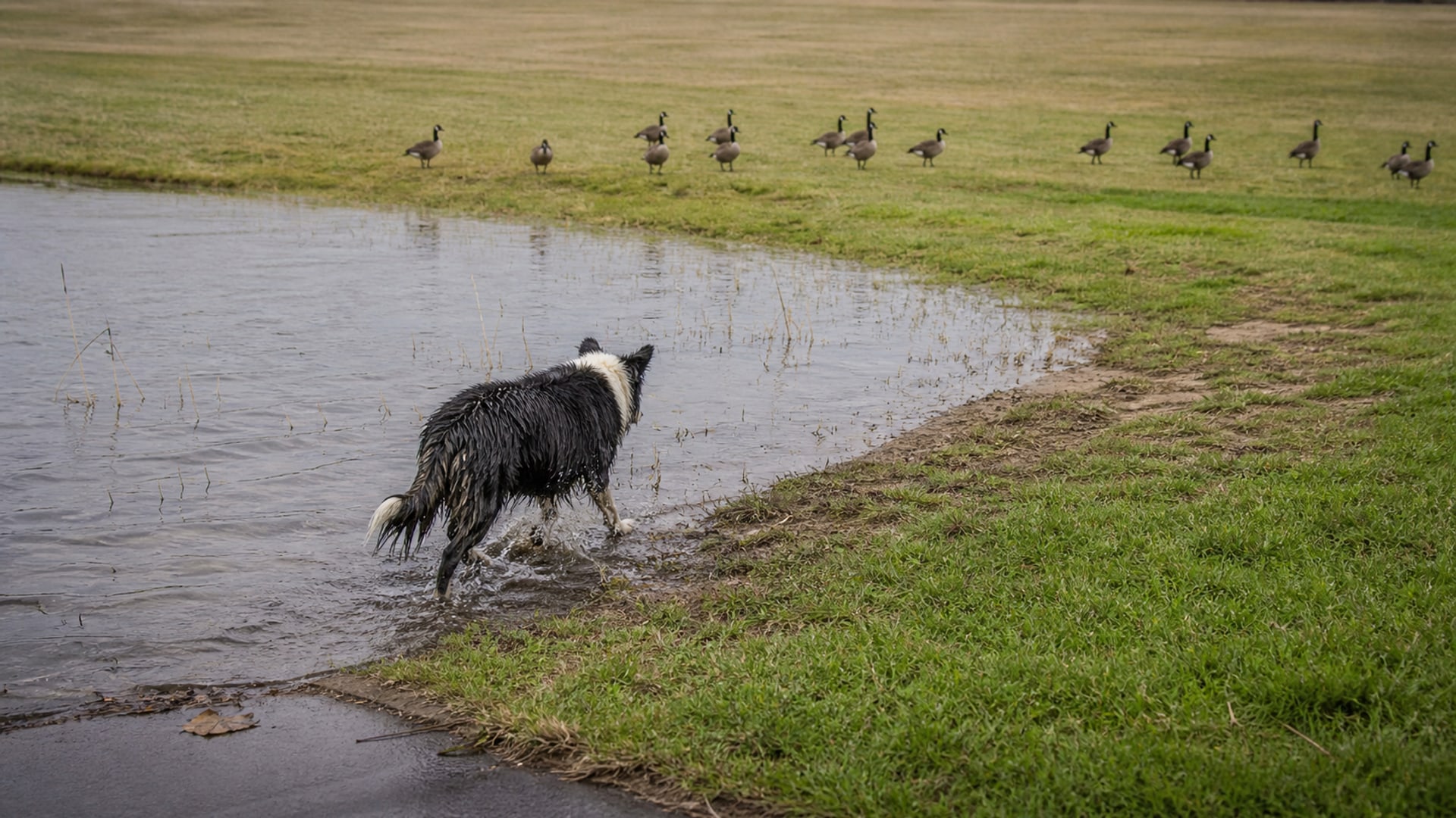 Wide flat mown grass beside a paved surface, the open ground geese prefer at an airfield
