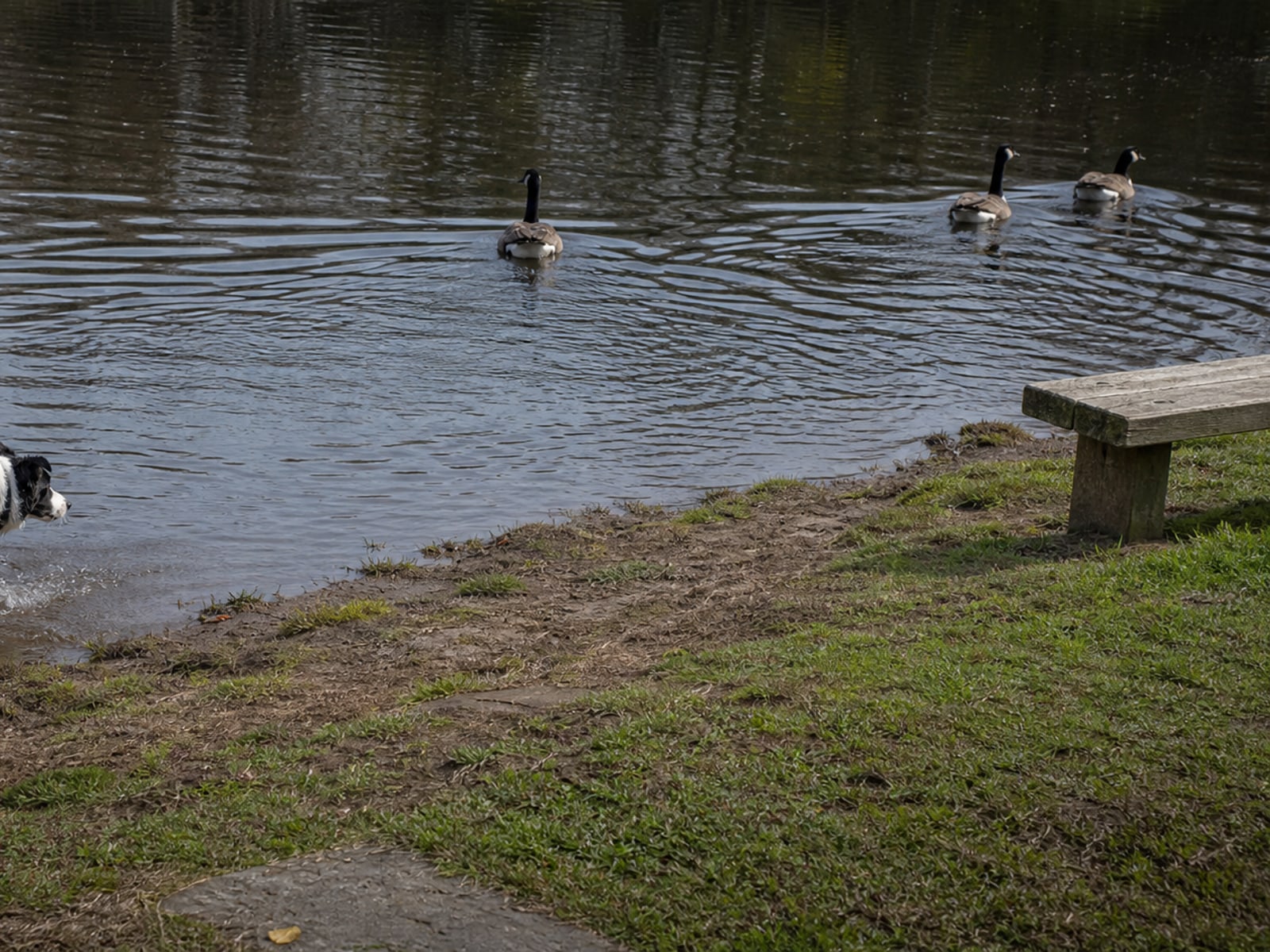 Green algae across the surface of a managed pond