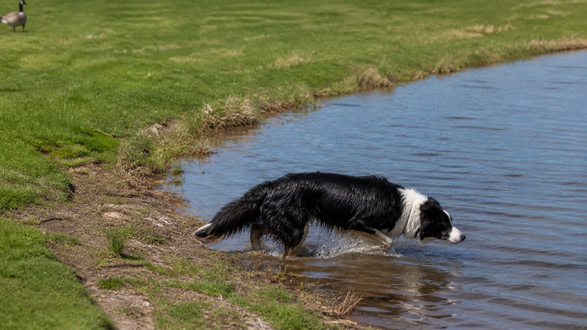 A working dog moving Canada geese off a wide expanse of mown grass