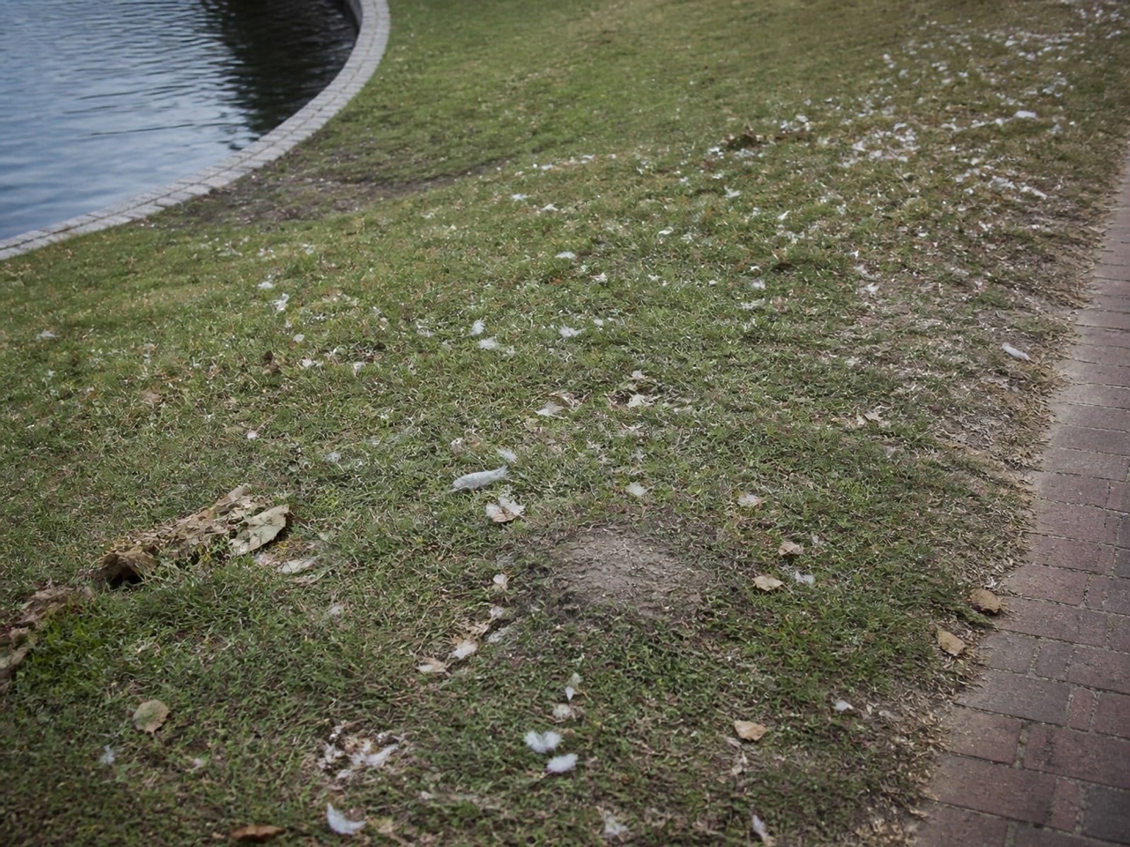 Maintained ground of the kind this page describes, on a droppings and turf damage property