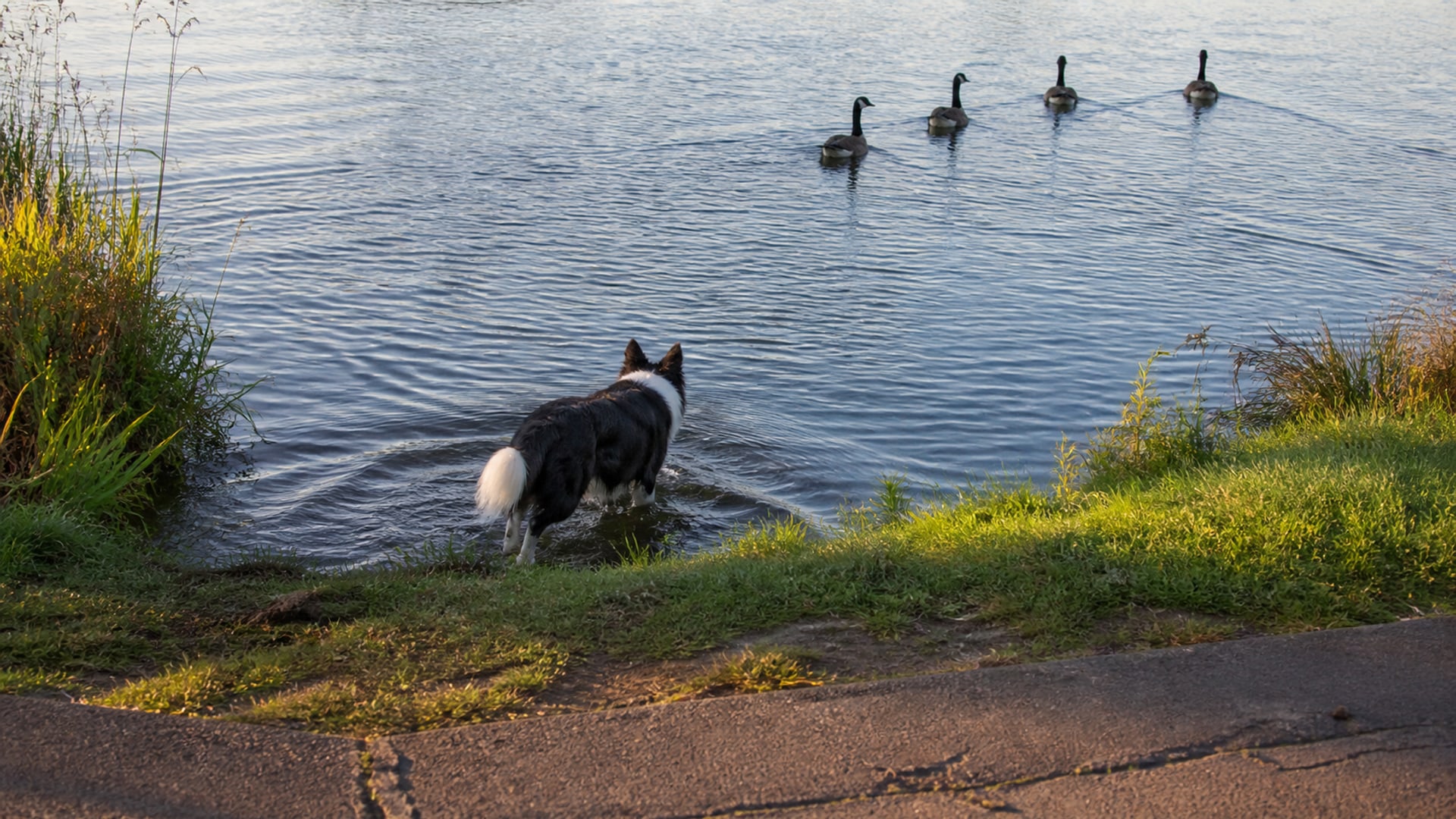 A walkway and mown lawn edge fouled by Canada geese beside open water