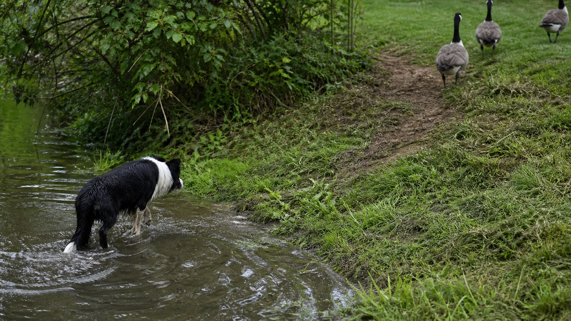 A mown pond bank fouled by Canada geese at the water's edge