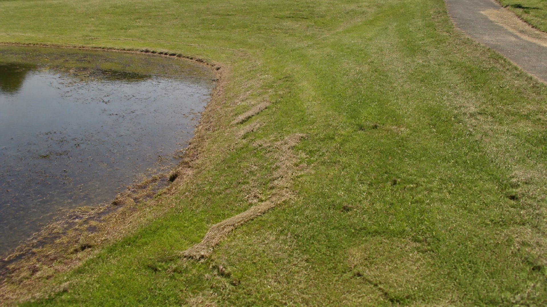 Canada geese holding ground on managed turf outside migration season