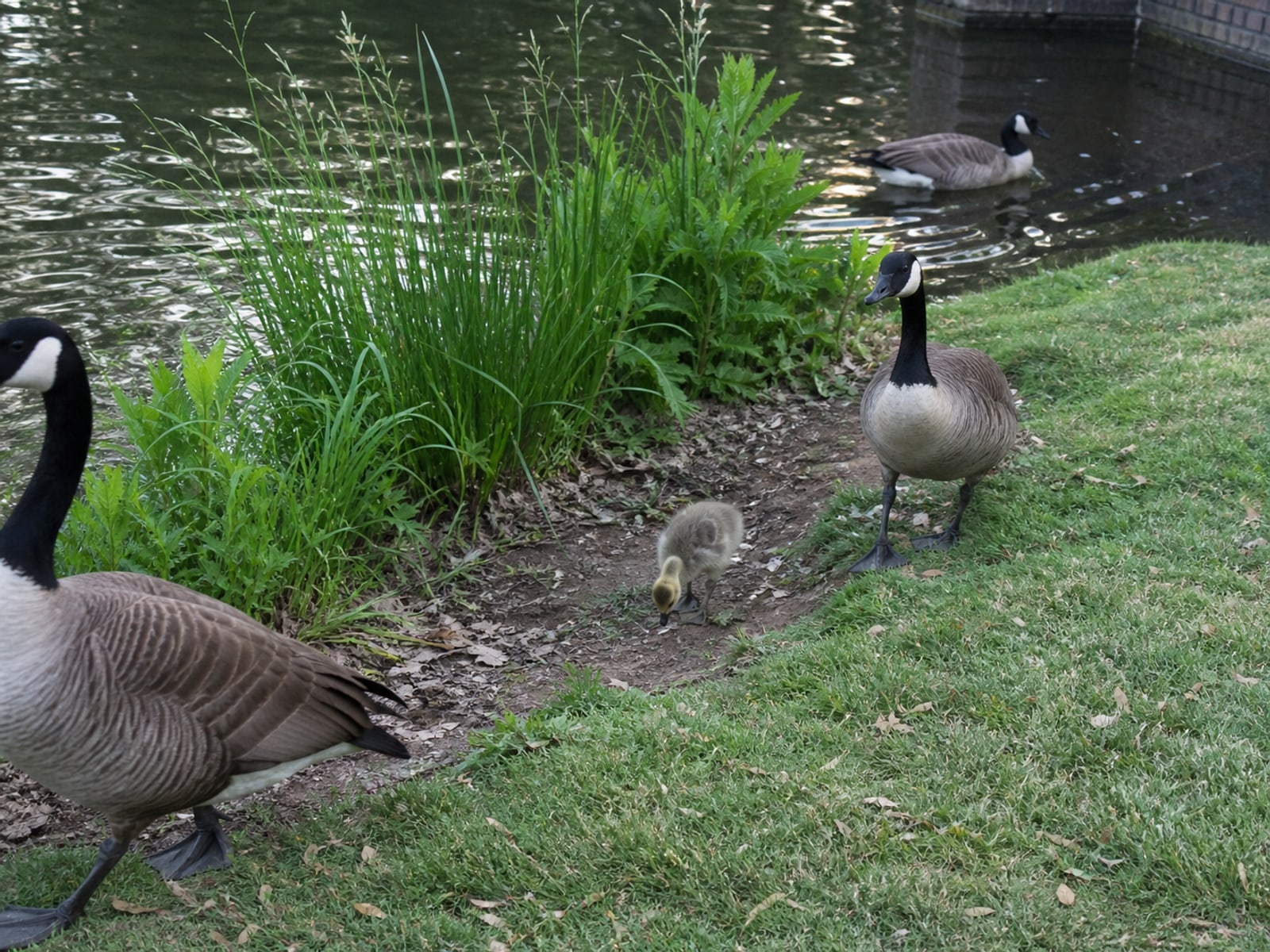 A Canada goose standing in an alert posture with its neck extended low
