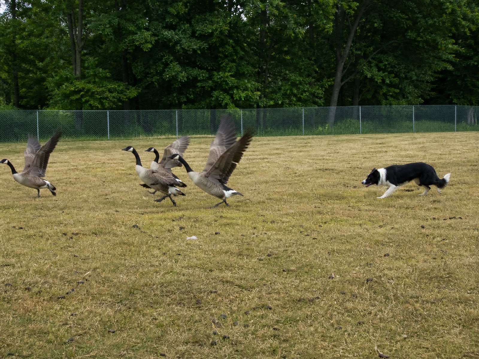 Close view of grass thinned by grazing with Canada goose droppings across it