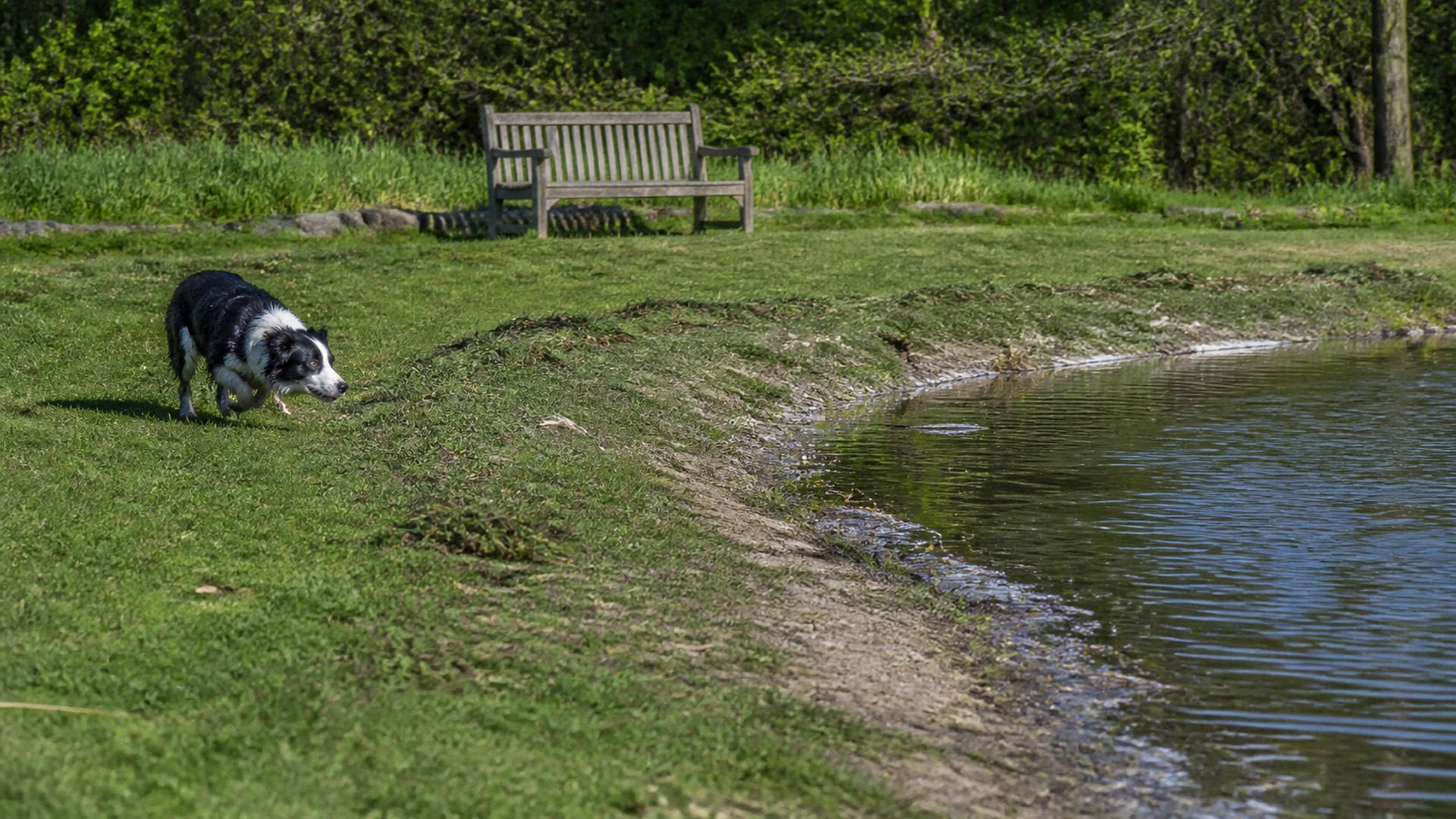 Canada geese grazing beside a deterrent the flock has learned to ignore